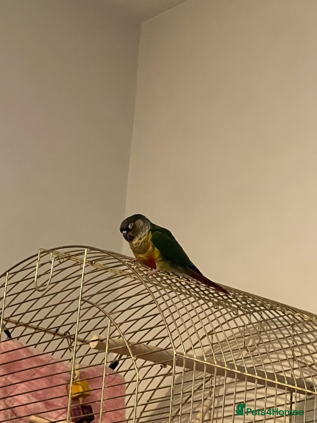Conures birds for sale: Green Cheek Conure, Young, Hand-Tame, With Cage - Advert 3