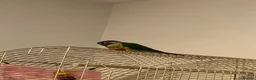 Conures birds for sale: Green Cheek Conure, Young, Hand-Tame, With Cage - Advert 3