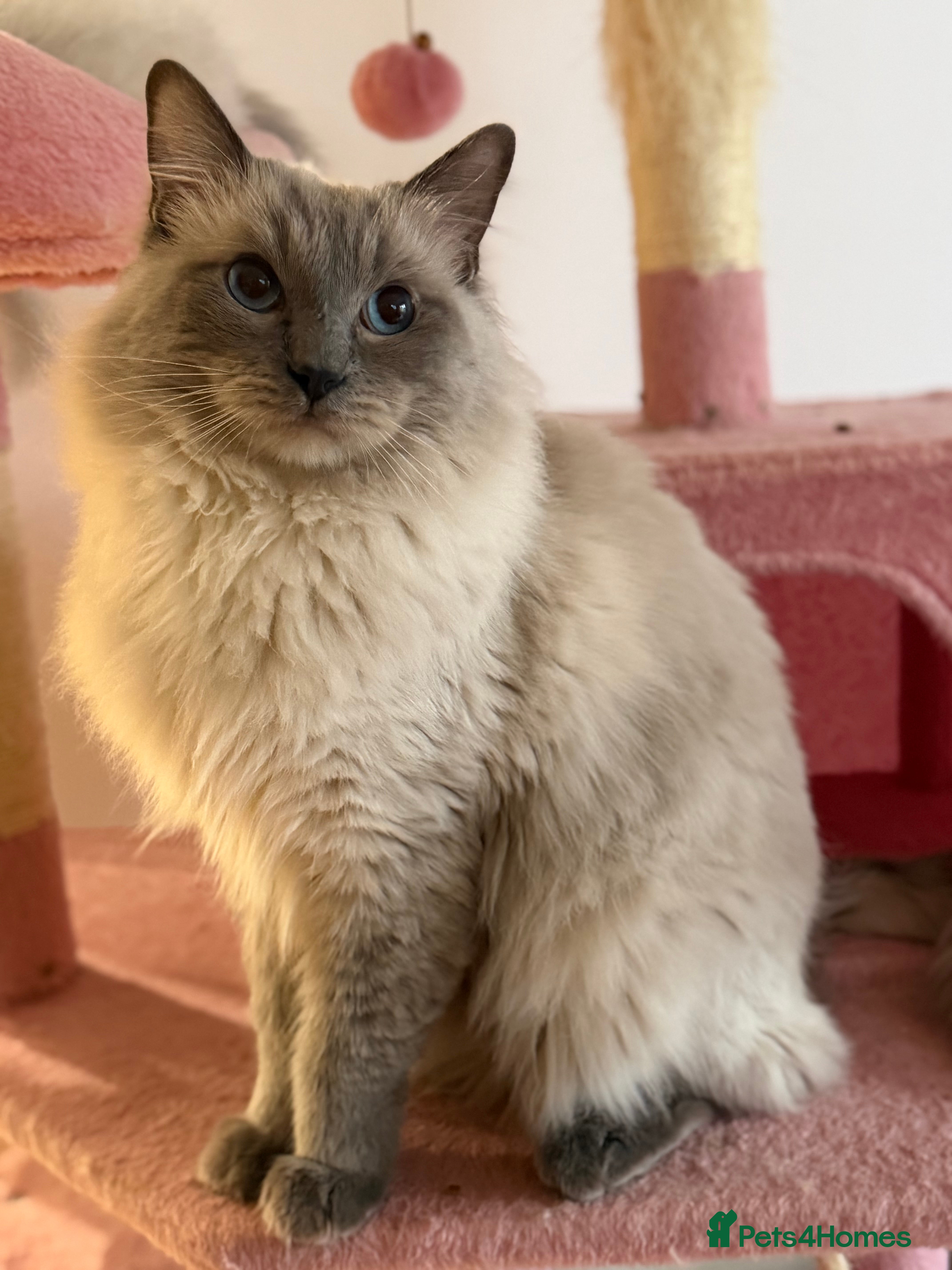 Ragdoll cats Beautiful pure blue point large  ragdoll stud in Bristol - Advert 3