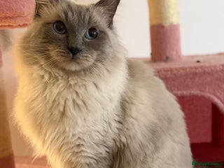 Ragdoll cats Beautiful pure blue point large ragdoll stud in Bristol - Advert 3