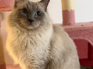 Ragdoll cats Beautiful pure blue point large ragdoll stud in Bristol - Advert 13