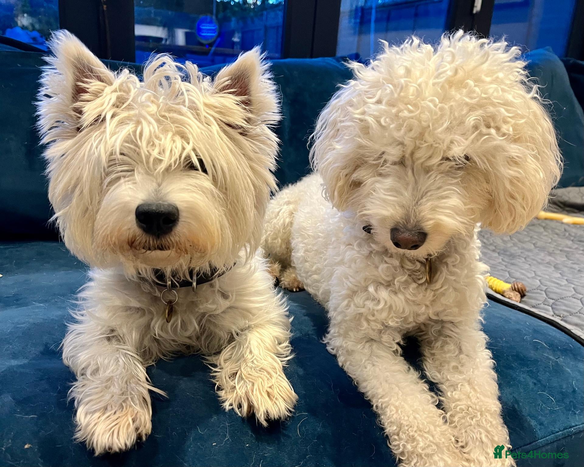 Westiepoo dogs Gorgeous Westiepoo Puppies - Advert 1