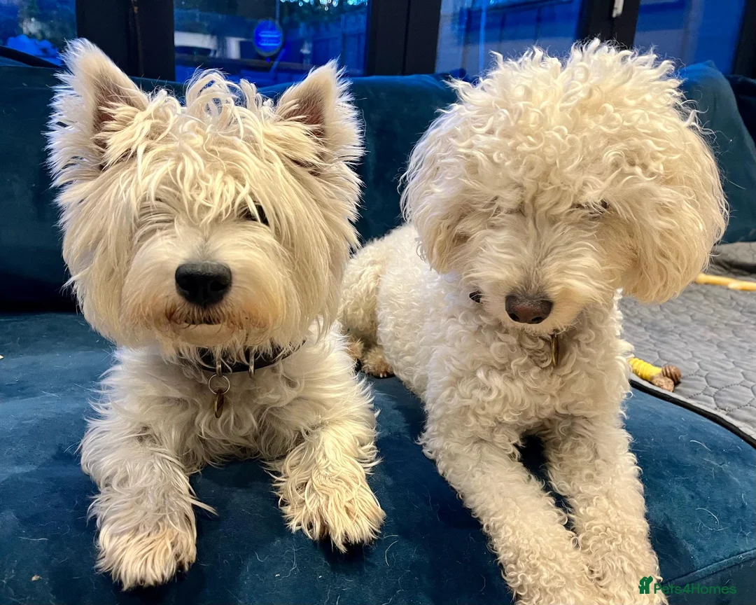 Westiepoo dogs for sale: Gorgeous Westiepoo Puppies - Advert 1