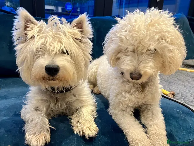 Westiepoo dogs Gorgeous Westiepoo Puppies - Advert 1