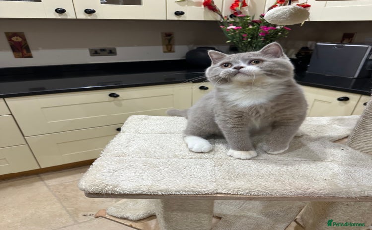 British Shorthair cats - Advert 16