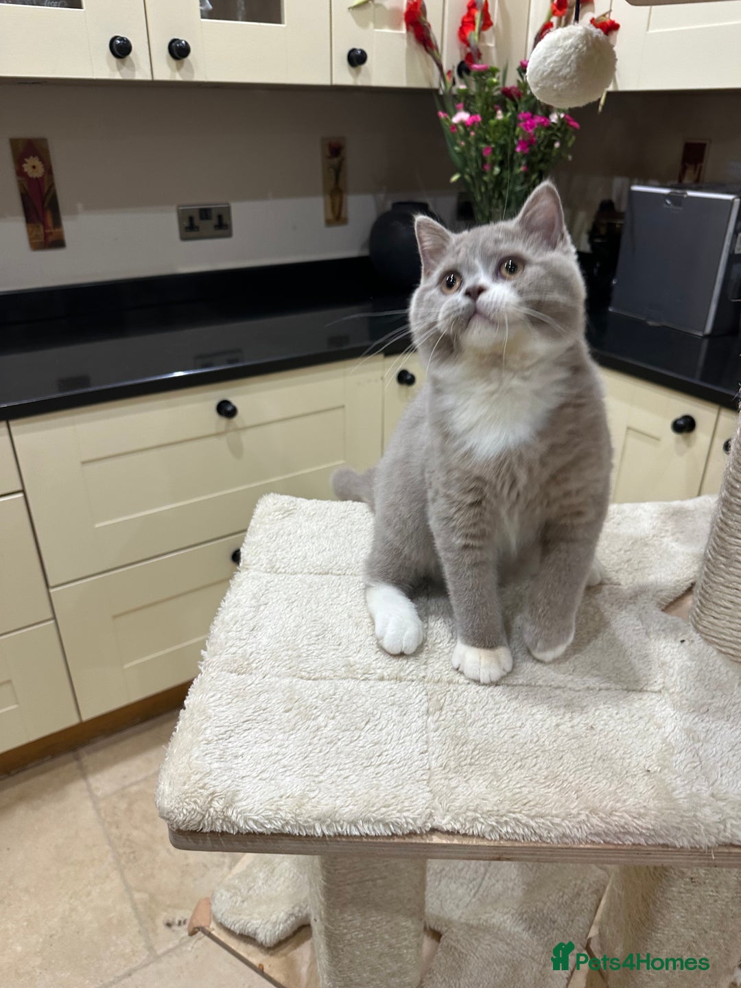 British Shorthair cats for sale: FULL PEDIGREE, REGISTERED BSH - Image 25