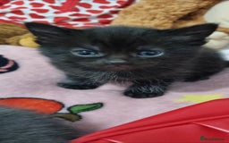 British Shorthair cats for sale: Female kitten - Advert 4