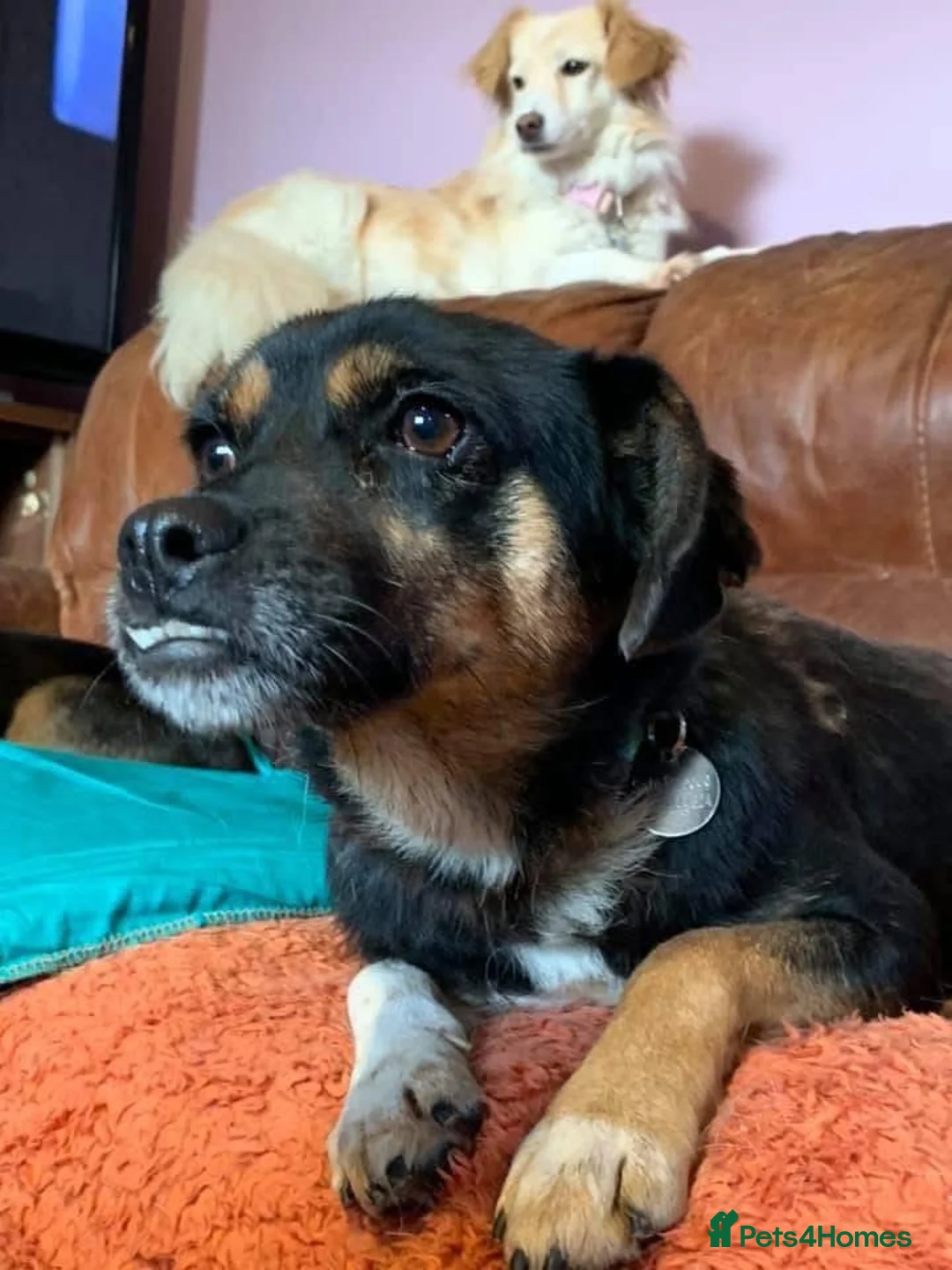 Mixed Breed dogs for adoption: Paddy - Norwich Norfolk  - Advert 2