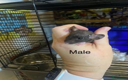 Rat rodents for sale: Baby Rats Male & Female - Image 10