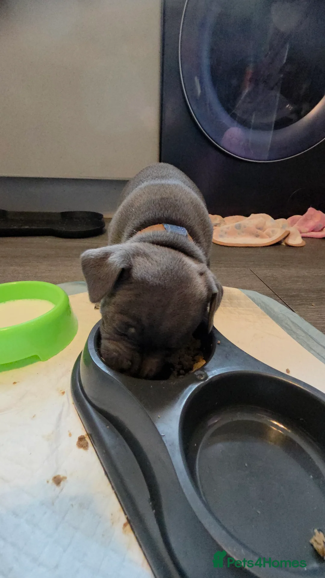 Staffordshire Bull Terrier dogs for sale: Staffordshire bull terrier blues  - Advert 8