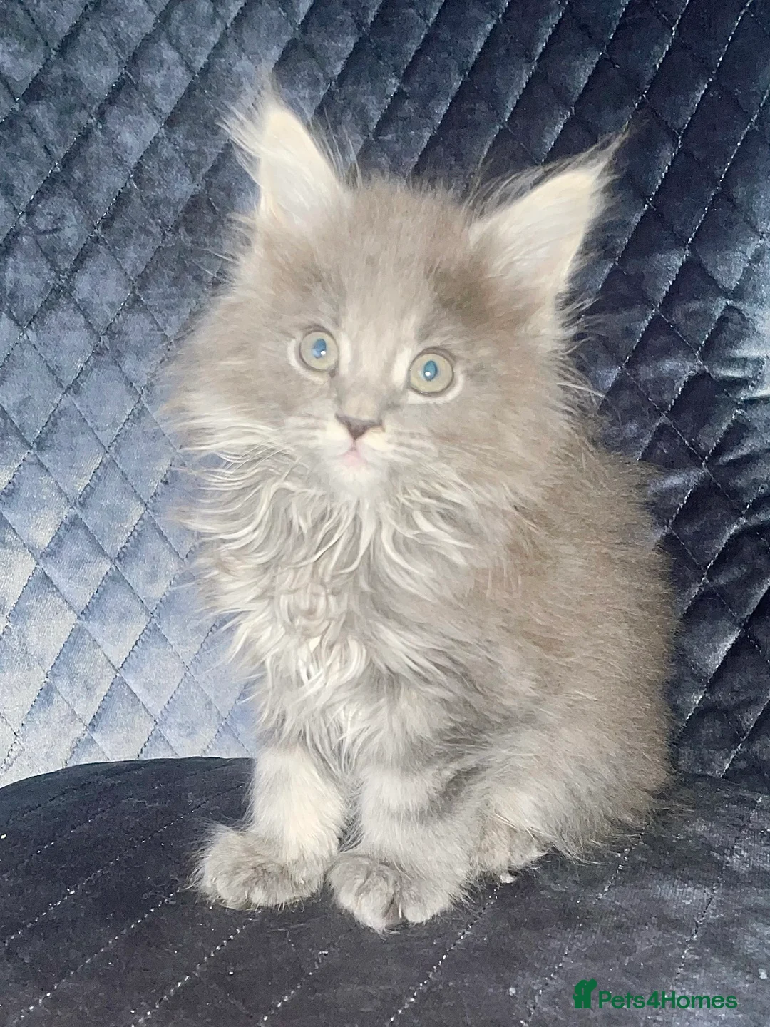 Maine Coon cats for sale: Giant Russian Mainecoons Kittens - Advert 31