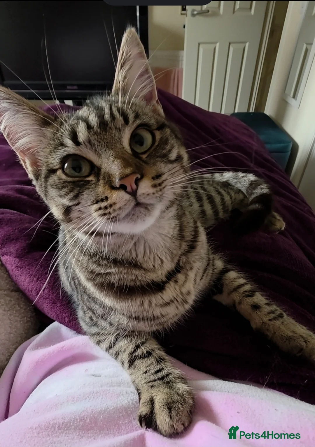 Mixed Breed cats for sale: Re-home: 10 month old indoor cat. Great with dogs. in Larbert - Advert 1