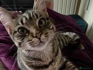 Mixed Breed cats Re-home: 10 month old indoor cat. Great with dogs. - Advert 1