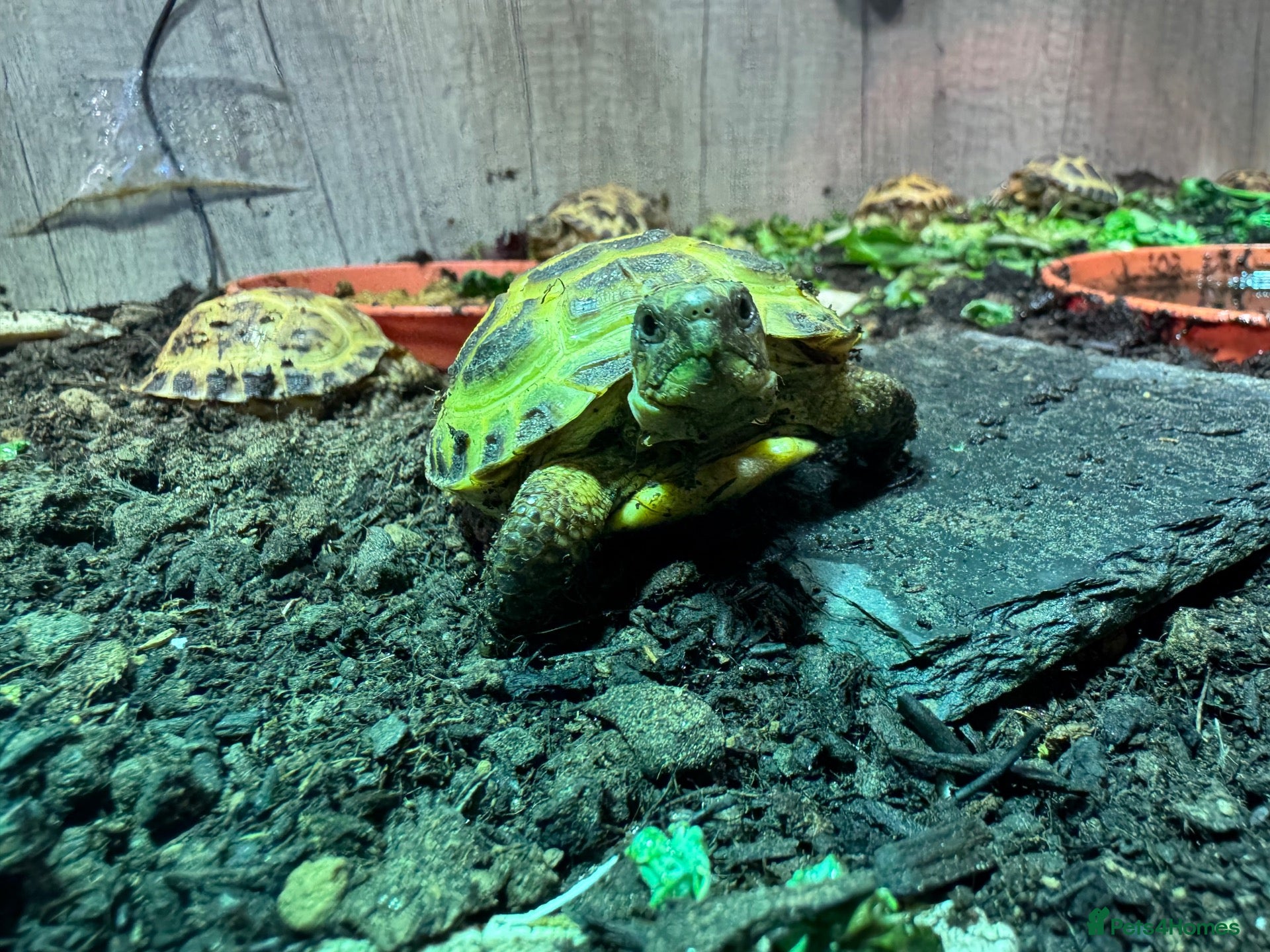 Tortoise reptiles BABY HORSFIELDS & SET UPS - Advert 1