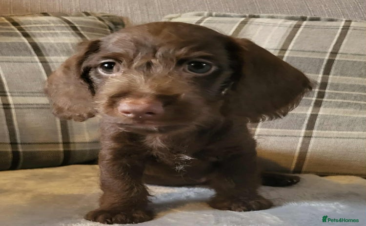 Mixed Breed dogs - Advert 4