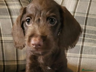 Mixed Breed dogs - Advert 29