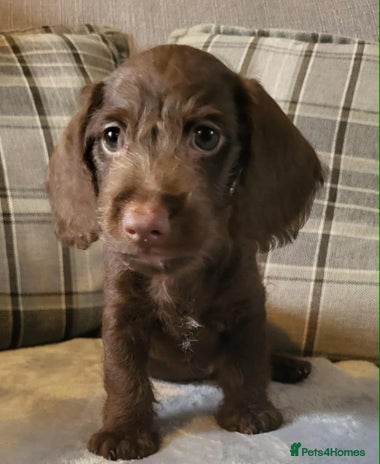 Mixed Breed dogs - Advert 14