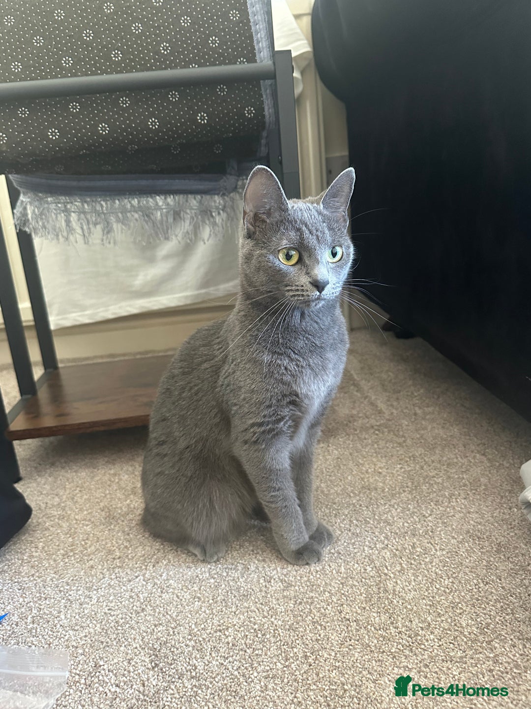 Russian Blue cats for sale: ✨ Russian Blue x British Shorthair Kittens ✨ - Advert 12
