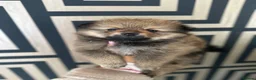 Pomeranian dogs for sale: 🐾 5 Pom Puppies Looking for Their Forever Homes  in Plymouth - Advert 17