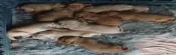 Cocker Spaniel dogs for sale: Cocker spaniel puppies for sale  in Newquay - Advert 11