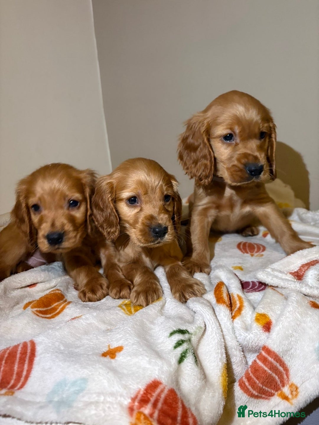 Cocker Spaniel dogs for sale: Cocker spaniel puppies (show)  - Image 3