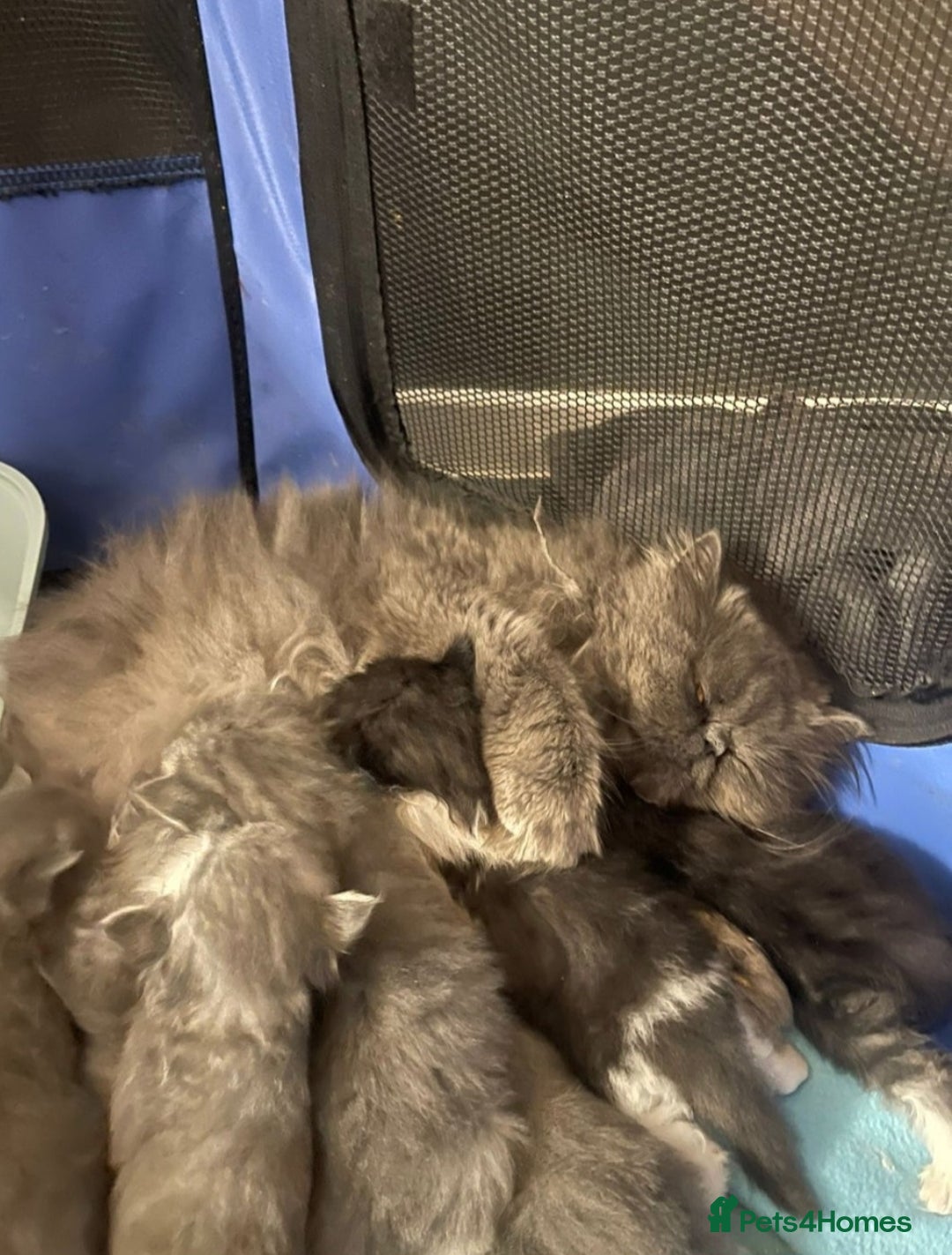 Persian cats for sale: Stuning Persian Girl - Image 15
