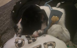 Mixed Breed dogs for sale: Absolutely gorgeous oreo - Image 9