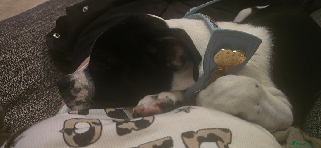 Mixed Breed dogs for sale: Absolutely gorgeous oreo - Image 9