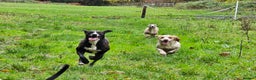 Whippet dogs for sale: Raven & Dobby   kc whippets - Advert 16