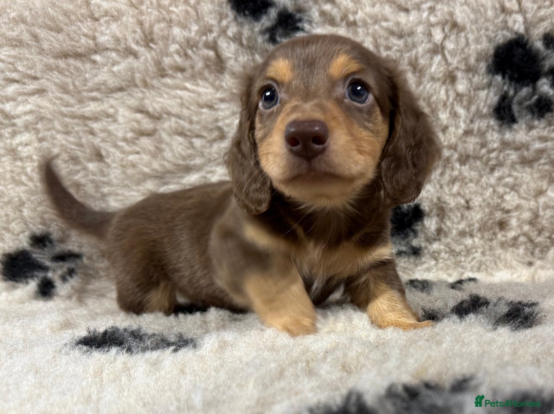 Miniature Dachshund dogs for sale: Miniature dachshund - Image 6