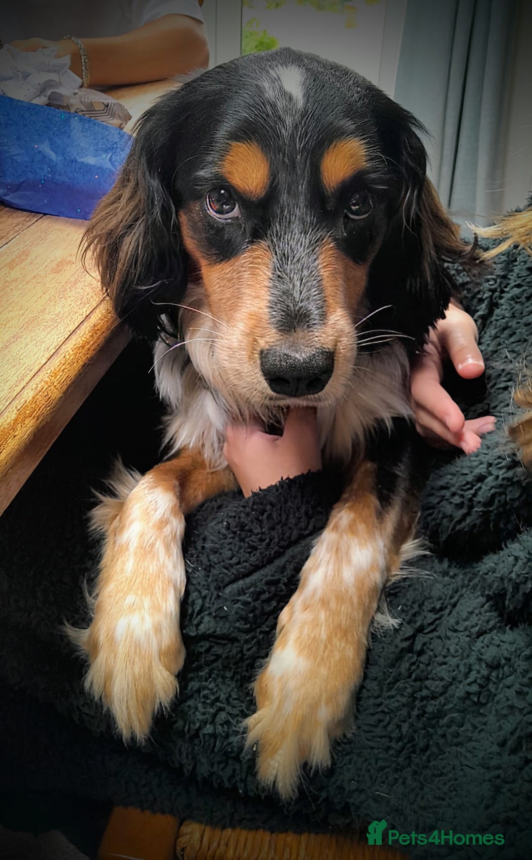 Mixed Breed dogs for stud: Collie Cocker Stud - Image 4