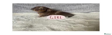 Miniature Dachshund Dapple Girl