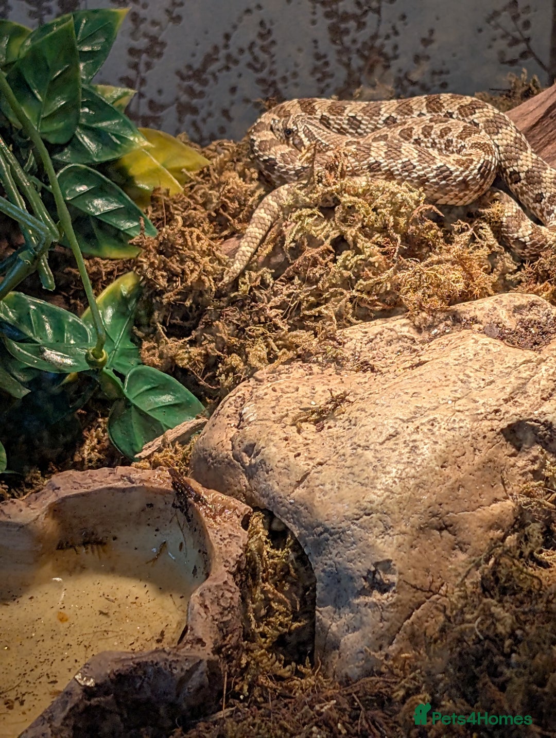 Snake reptiles for sale: Western Hognose Snake for sale  - Advert 3