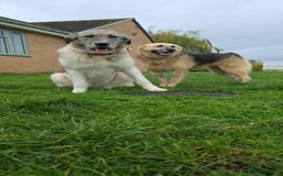 Mixed Breed dogs for adoption: Perfect PICKLE - Advert 25