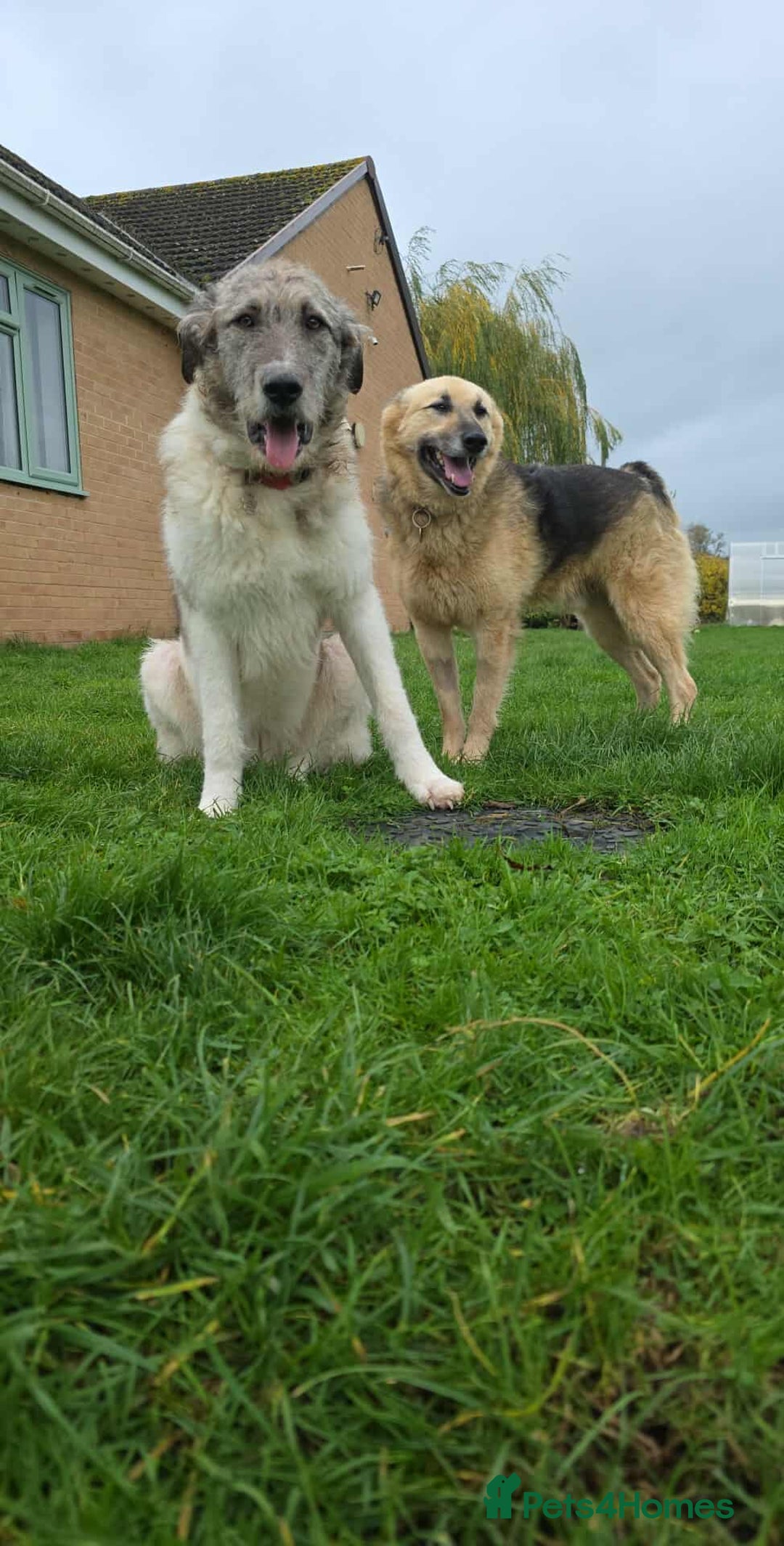 Mixed Breed dogs for adoption: Perfect PICKLE - Advert 25