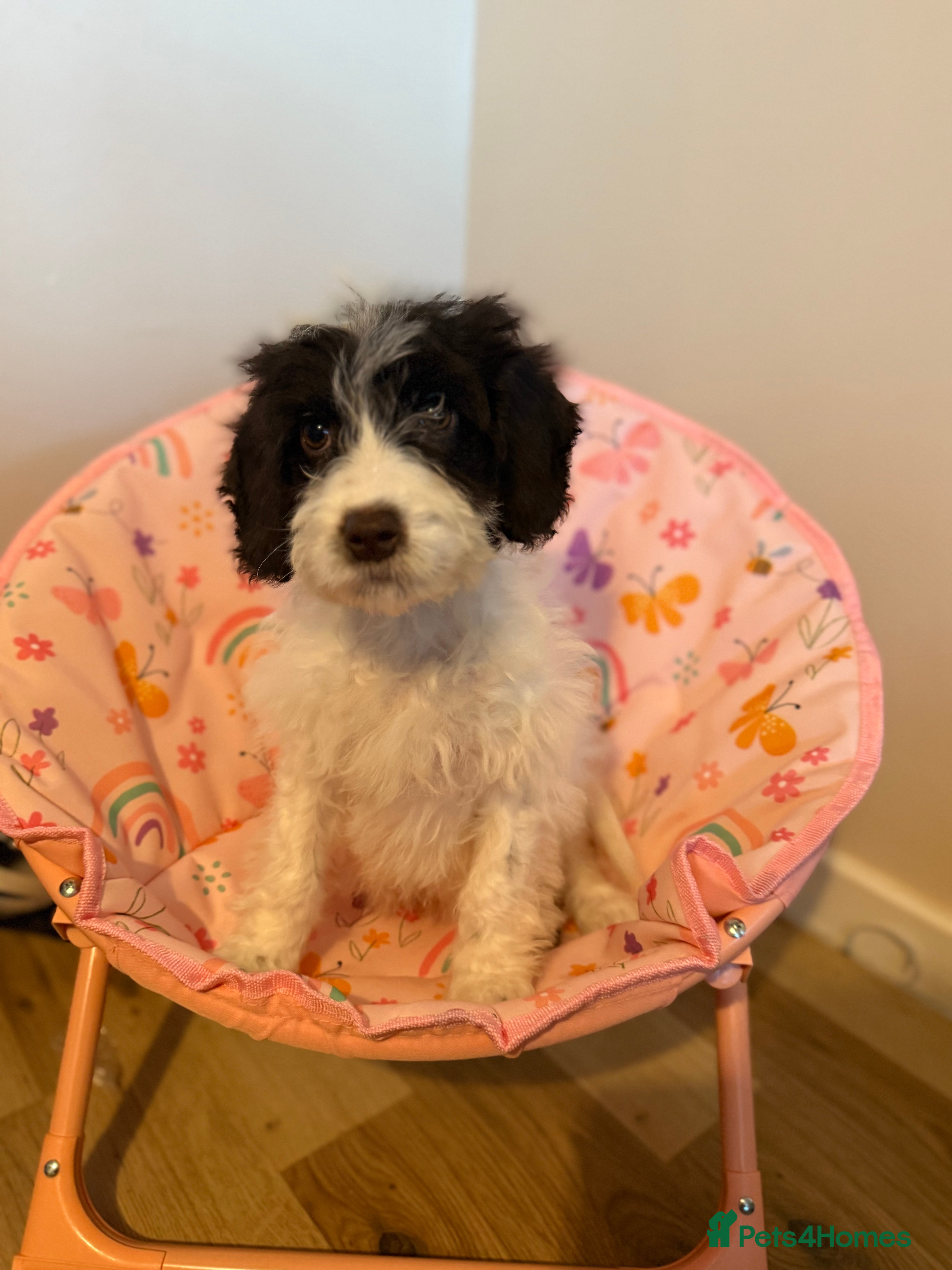 Cockapoo dogs 15 week old cockerpoo female  - Advert 1