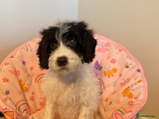 Cockapoo dogs 15 week old cockerpoo female - Advert 1