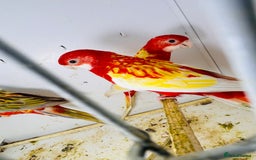 Parakeets birds for sale: Stunning Rubino/pastel rosellas for sale   - Image 6