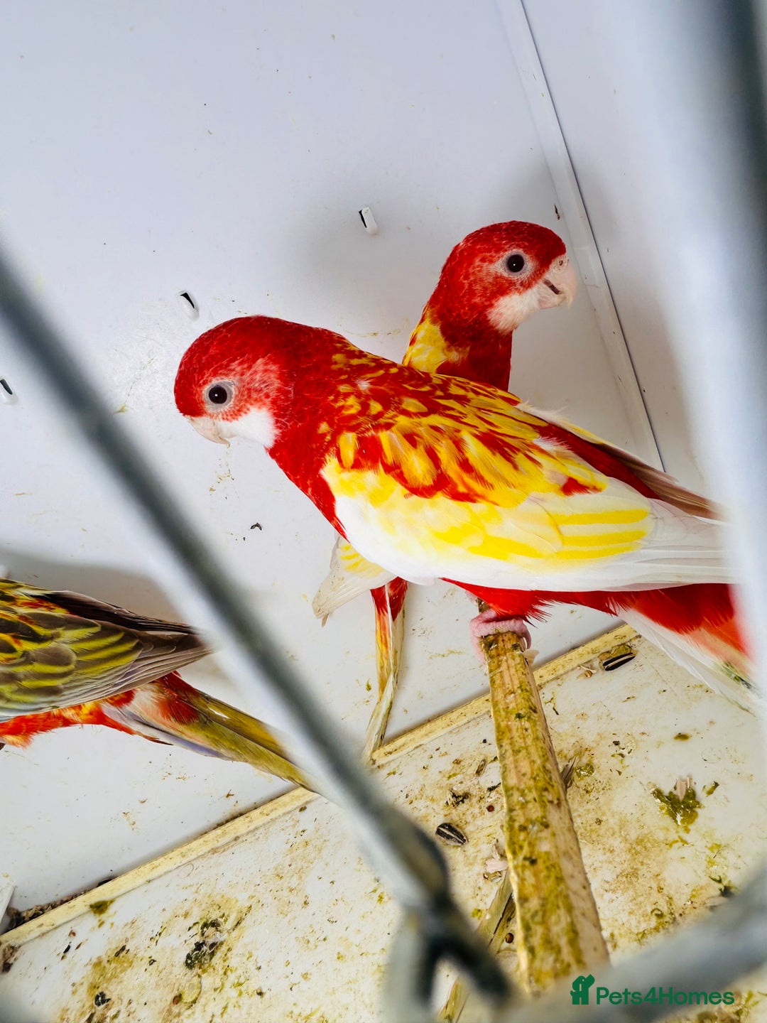 Parakeets birds for sale: Stunning Rubino/pastel rosellas for sale   - Image 6