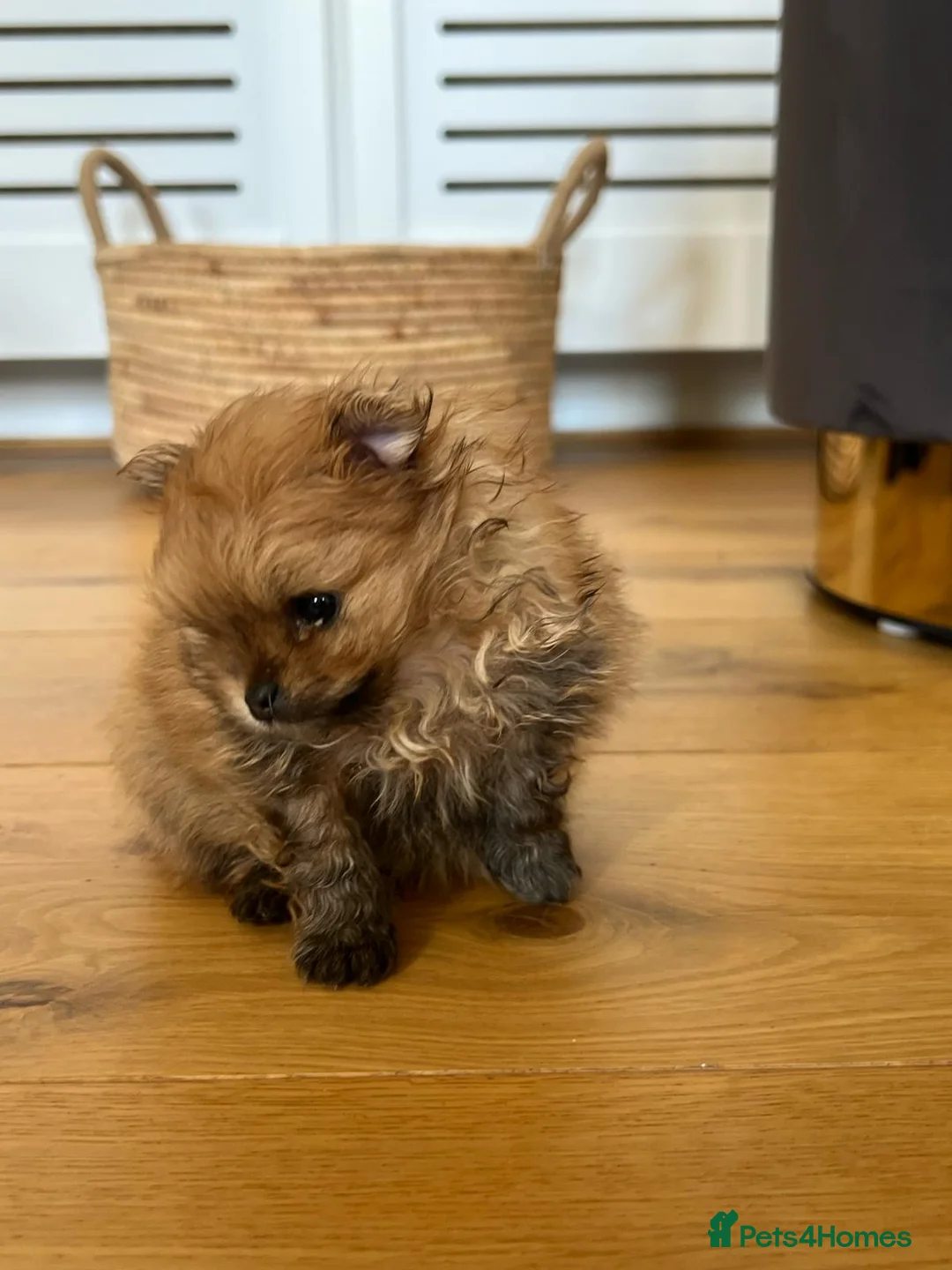 Pomeranian dogs for sale: Pomempire KC Pomeranian – Orange Teddy Bear Boy - Advert 1
