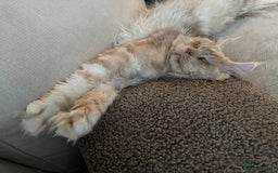 Ragcoon cats for sale: Gorgeous Mainecoon x Ragdoll kittens  - Image 20