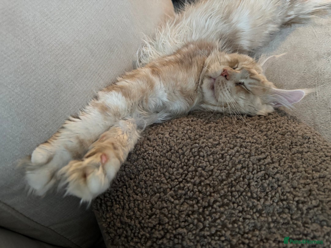 Ragcoon cats for sale: Gorgeous Mainecoon x Ragdoll kittens  - Image 20