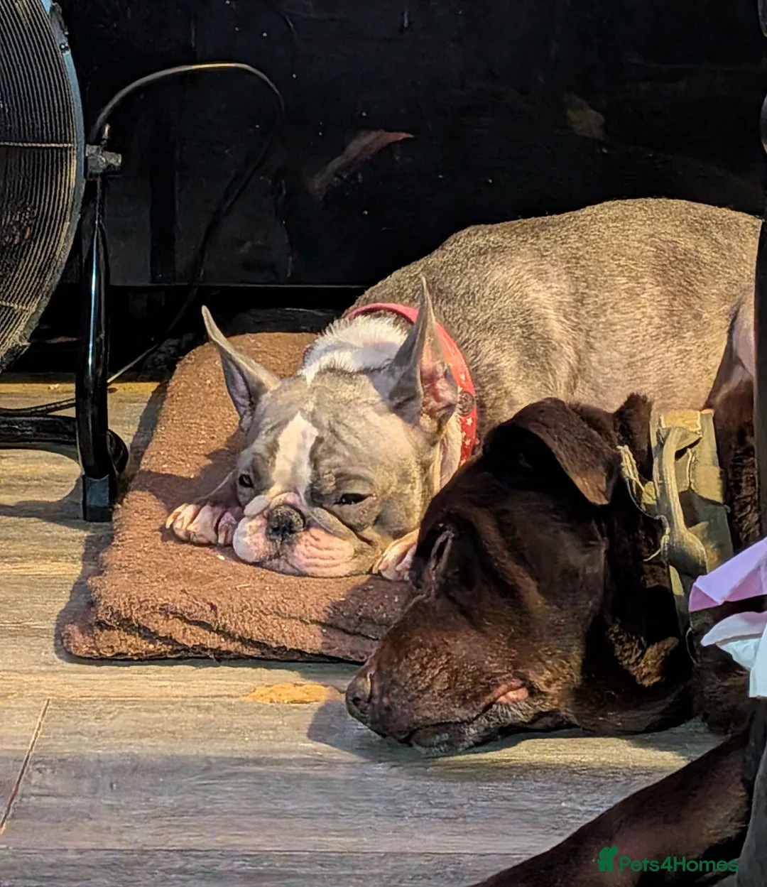 French Bulldog dogs for sale: 3yr old Frenchie Girl - Advert 2