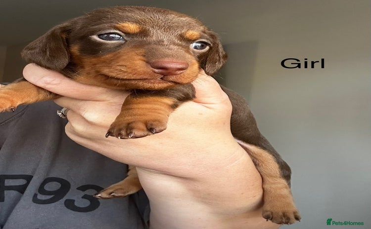 Miniature Dachshund dogs - Advert 2