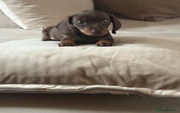Dachshund dogs for sale: Mini daushands  - Image 2