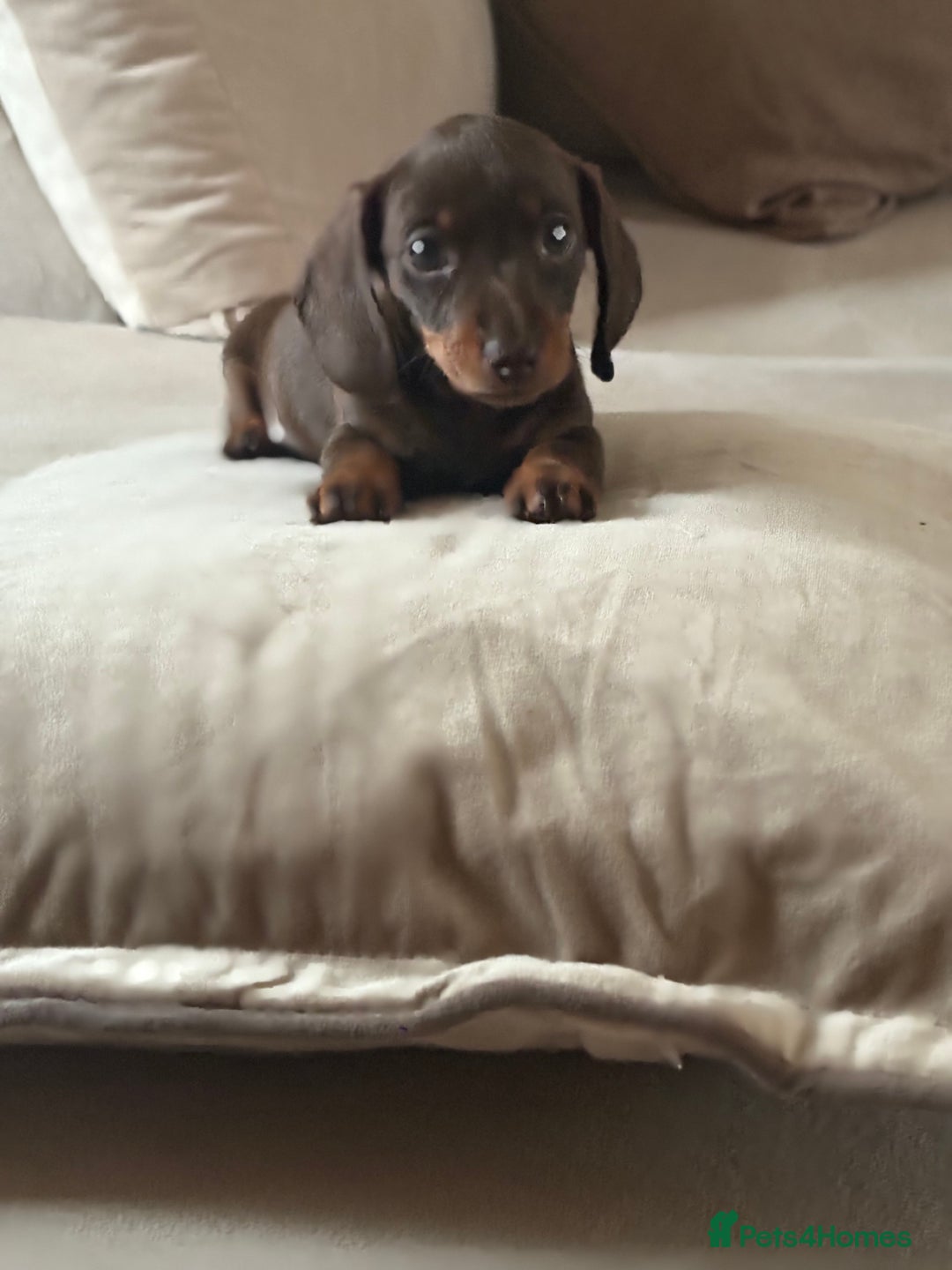 Dachshund dogs for sale: Mini daushands  - Image 2