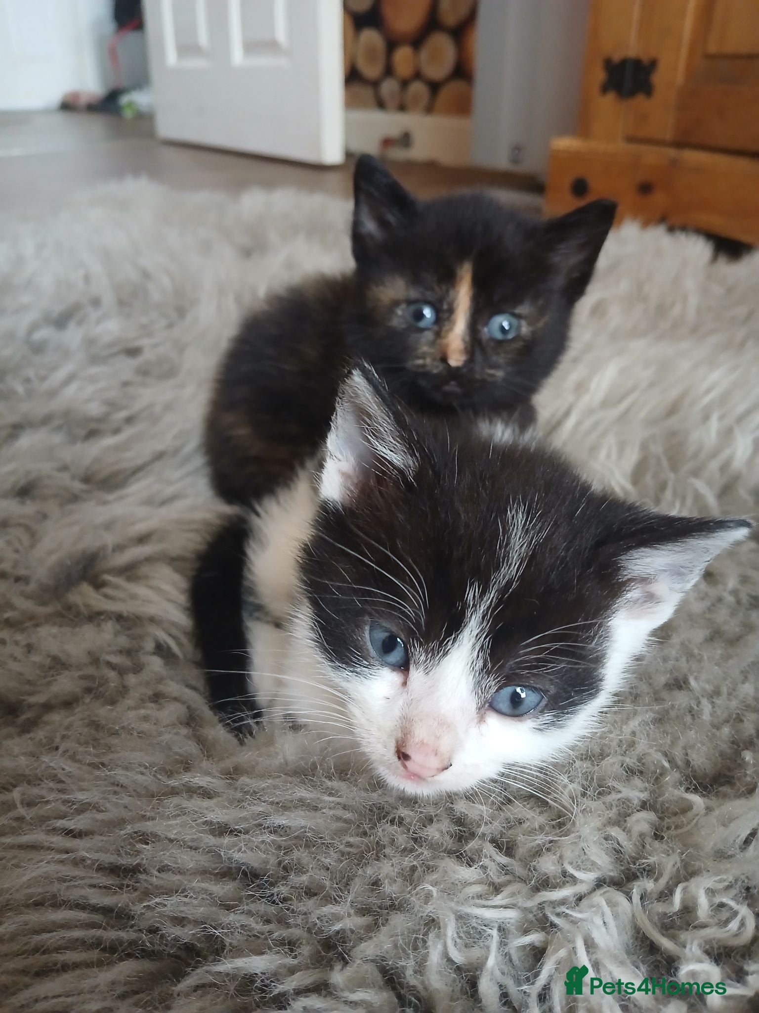 Mixed Breed cats 3 beautiful kittens ready to reserved  - Advert 14