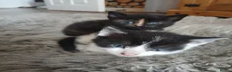 Mixed Breed cats for sale: 3 beautiful kittens ready to reserved  - Advert 6