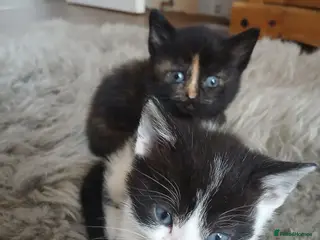 Mixed Breed cats 3 beautiful kittens ready to reserved - Advert 14