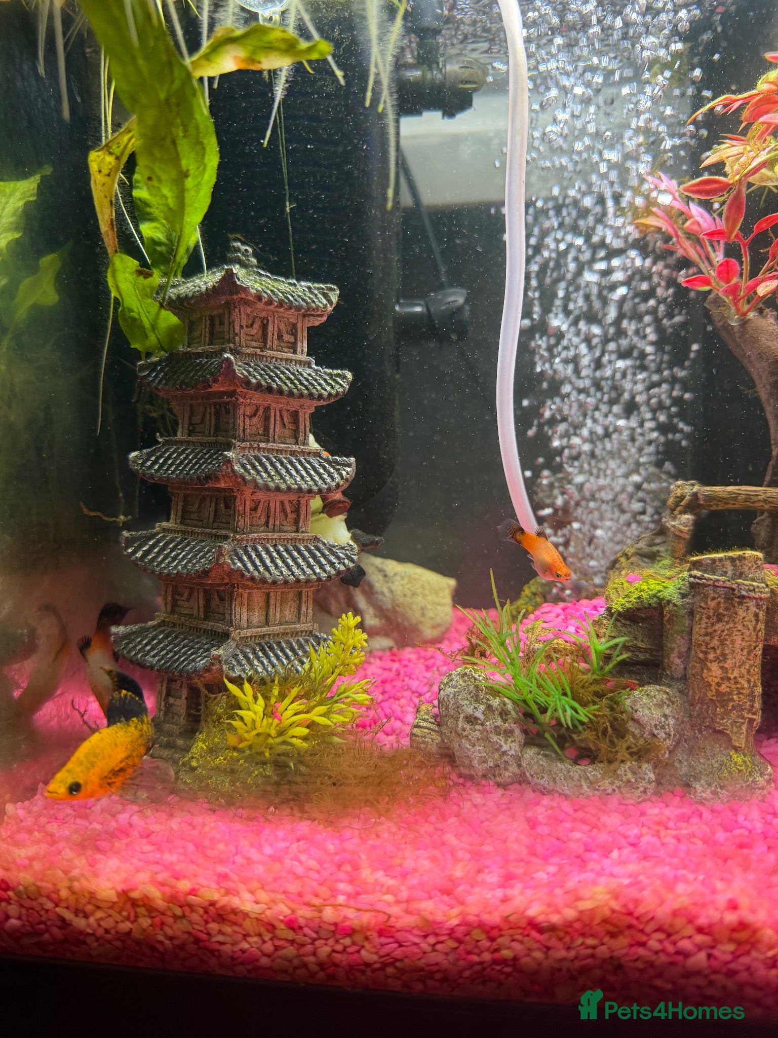 Mollies fish Mollies - Adults, Juvenile and Fry - Advert 3